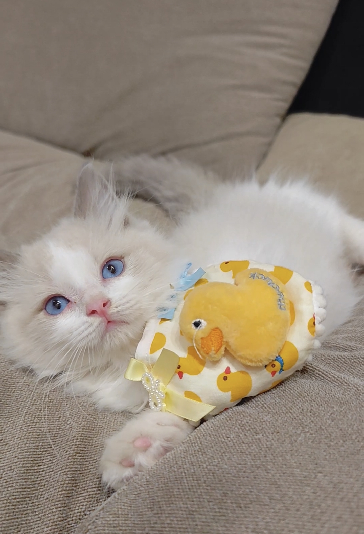 蓝双布偶猫弟弟